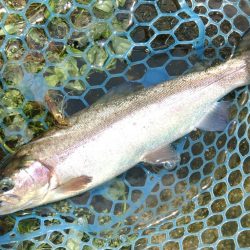 竿が折れ、イトウが釣れた ～フィシングパーク高島の泉～